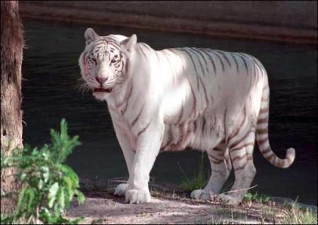 --- Le tigre blanc ---